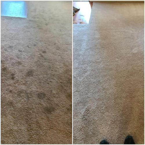 commercial carpet cleaning Clackamas, OR results 2