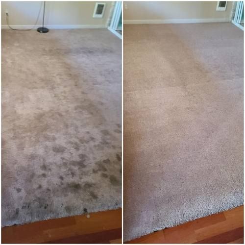 carpet cleaning in protland or results